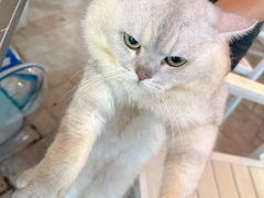 -813芭依珊 BAESAn(皇冠十畝地店)