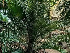 -呀路古热带植物园