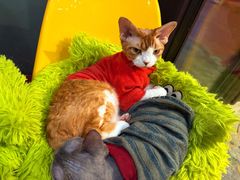-和它·交个朋友·狗咖猫咖(爱琴海店)