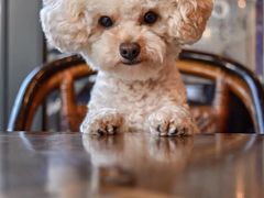 -鹿港小镇(金虹桥国际中心店)