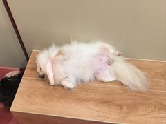 -和它·交个朋友·狗咖猫咖(爱琴海店)