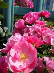 -奥丽维娅美容养生会所