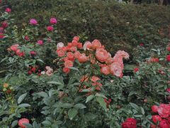 -人民公园(罗湖区)