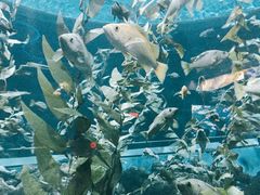 景点-瑞普利水族馆
