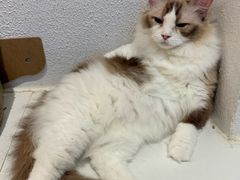 -琪喵猫屋·撸猫猫咖·猫舍