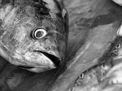 -尼甘布海鲜市场