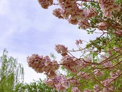 -大兴滨河森林公园