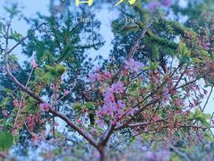 -狐尾山公园