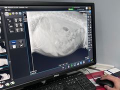 -瑞派·关忠动物医院·异宠专科·犬猫肿瘤·皮肤专科(望京店)