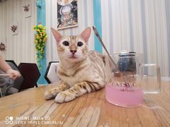 -猫小院猫主题咖啡厅(北锣店)