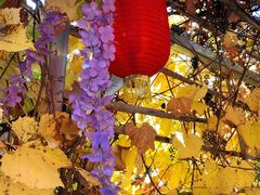 -柳沟豆腐宴义豆堂24号农家院