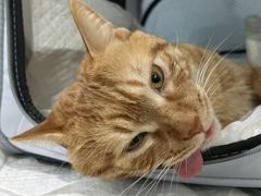 -纳吉亚猫专科动物医院·北北分院