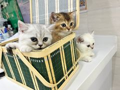 -瑞派动物医院·猫专科·至诚(江南中分院)