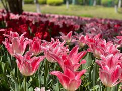 -上海鲜花港
