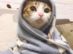 -犀牛家猪排