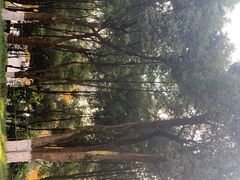 -重庆市江北嘴中央商务区中央公园