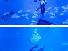 -烟台海昌鲸鲨海洋公园