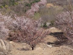 -樱花山风景区