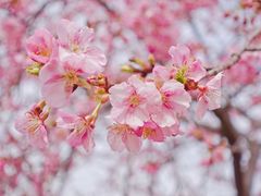 -上海辰山植物园