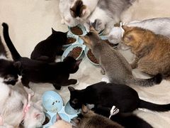 -共舞时光猫咖·狗咖(新街口店)
