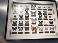 -上海昆虫博物馆