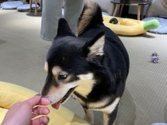 -逗柴咖啡屋·狗咖猫咖宠物桌游