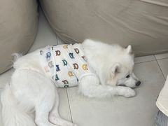 -怪兽屋·羊驼·猫咖·狗咖(俊华广场店)