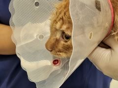 -萌兽医馆·犬猫专科·眼科中心·宠物医院(朝阳门分院)