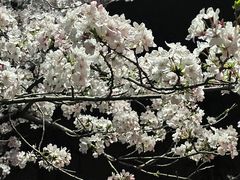 -高东镇樱花园