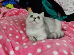 -lincat·猫舍(广州店)
