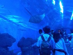 -成都浩海立方海洋公园