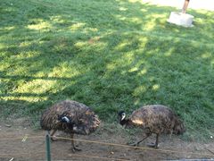 -石家庄市动物园