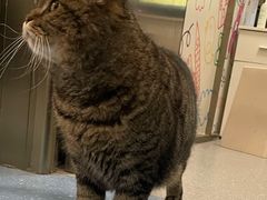 -伟伟宠物医院·瑞派猫友好医院·猫科(光谷店)