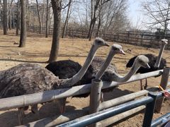 -大连森林动物园