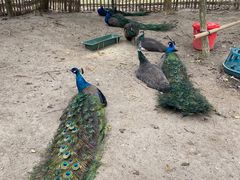 -广州白江湖森林公园