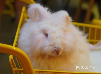 敲可爱的兔兔来袭 新晋网红店、从西安专门跑去撸兔纸