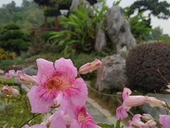 -东莞植物园
