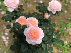 -鹅湖玫瑰文化园