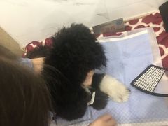 -伟伟宠物医院·CT影像中心·瑞派犬猫综合性门诊(汉口总院)