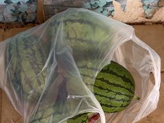 -庞各庄翠芳园西瓜蔬菜基地采摘园