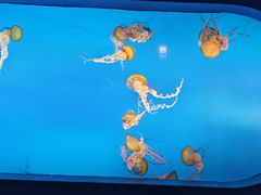 -太平洋海底世界