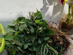 -威邵鸡煲(西华路总店)