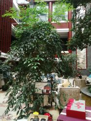 -成都世外桃源酒店-宴会厅·草坪婚礼·会议活动