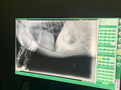 -关爱动物医院·心脏·中兽医·异宠(金牛路分院)