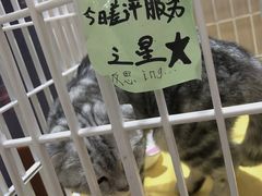 -藏猫猫咖啡主题馆(中央大道店)