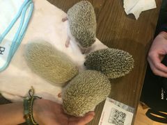 -藦茜花园宠物主题亲子互动体验馆(国顺东路店)