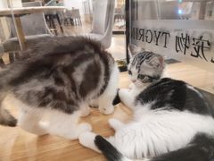 -袖虎·猫馆(体育西路店)