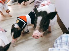 -猪盟咖啡店(玖洲道店)