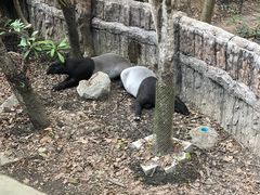 -清迈夜间动物园