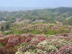 -贵州百里杜鹃风景名胜区
